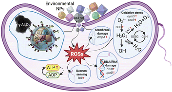 Graphical abstract: Key component groups of environment nanoparticles and their corresponding contribution to oxidative stress of Escherichia coli in water