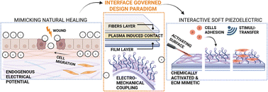 Graphical abstract: Interface-governed electromechanical coupling in bioinspired hierarchical piezoelectric poly(l-lactide) architectures