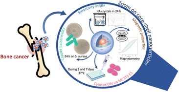 Graphical abstract: A Swiss army knife for the treatment of bone cancers: a new multifunctional platform based upon SPIONs@copper-doped bioactive glass core–shell nanoparticles