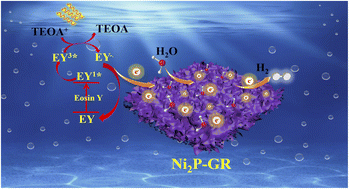 Graphical abstract: Rational design of noble-metal-free cocatalysts for balanced H2 adsorption–desorption and accelerated charge separation toward efficient light-driven hydrogen production