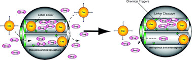 Graphical abstract: Mesoporous silica nanoparticle based controlled release, drug delivery, and biosensor systems