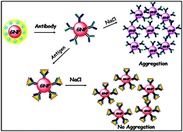 Graphical abstract: Zeta potential based colorimetric immunoassay for the direct detection of diabetic marker HbA1c using gold nanoprobes