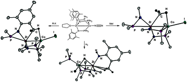 Graphical abstract: Oxidative addition across Zr/Co multiple bonds in early/late heterobimetallic complexes