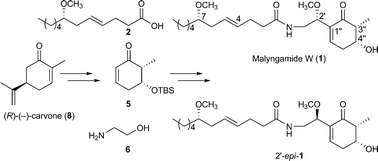 Graphical abstract: Total synthesis and absolute configuration of malyngamide W