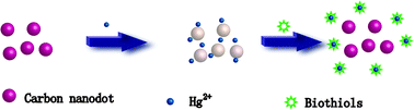 Graphical abstract: Carbon nanodots as fluorescence probes for rapid, sensitive, and label-free detection of Hg2+ and biothiols in complex matrices