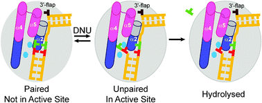 Graphical abstract: Interstrand disulfide crosslinking of DNA bases supports a double nucleotide unpairing mechanism for flap endonucleases