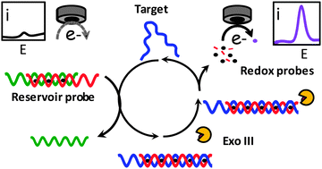 Graphical abstract: Homogeneous electrochemical monitoring of exonuclease III activity and its application to nucleic acid testing by target recycling