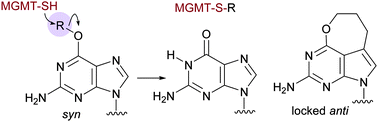 Graphical abstract: Synthesis of oligodeoxyribonucleotides containing a conformationally-locked anti analogue of O6-methyl-2′-deoxyguanosine and their recognition by MGMT and Atl1