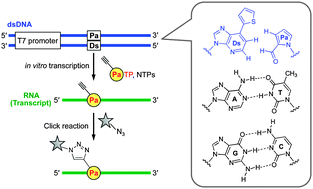 Graphical abstract: Site-specific functionalization of RNA molecules by an unnatural base pair transcription system via click chemistry