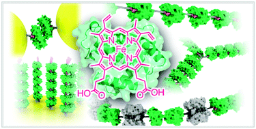 Graphical abstract: Supramolecular assembling systems formed by heme–heme pocket interactions in hemoproteins