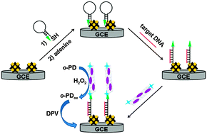 Graphical abstract: Graphene-supported ferric porphyrin as a peroxidase mimic for electrochemical DNA biosensing