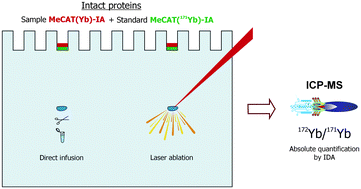 Graphical abstract: MeCAT labeling for absolute quantification of intact proteins using label-specific isotope dilution ICP-MS