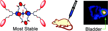 Graphical abstract: Water-soluble, deep-red fluorescent squaraine rotaxanes