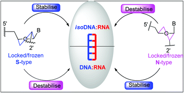 Graphical abstract: Synthesis and structural studies of S-type/N-type-locked/frozen nucleoside analogues and their incorporation in RNA-selective, nuclease resistant 2′–5′ linked oligonucleotides