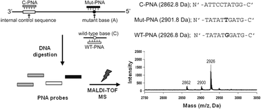 Graphical abstract: Quantitative detection of single base mutation by combining PNA hybridization and MALDI-TOF mass analysis