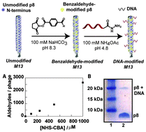 Graphical abstract: High density DNA loading on the M13 bacteriophage provides access to colorimetric and fluorescent protein microarray biosensors