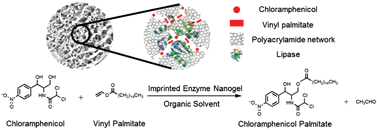 Graphical abstract: Substrate imprinted lipase nanogel for one-step synthesis of chloramphenicol palmitate