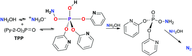 Graphical abstract: Major mechanistic differences between the reactions of hydroxylamine with phosphate di- and tri-esters