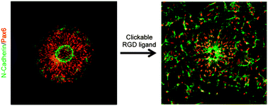 Graphical abstract: Micropatterned, clickable culture substrates enable in situ spatiotemporal control of human PSC-derived neural tissue morphology