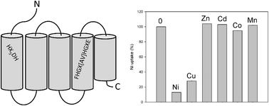 Graphical abstract: Rhizobium leguminosarum HupE is a highly-specific diffusion facilitator for nickel uptake