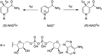 Graphical abstract: Artificial metalloenzymes for the diastereoselective reduction of NAD+ to NAD2H