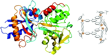 Graphical abstract: Interactions of arene ruthenium metallaprisms with human proteins