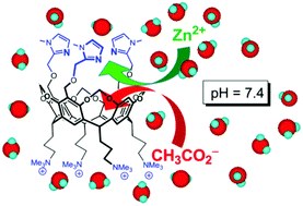 Graphical abstract: The first water-soluble bowl complex: molecular recognition of acetate by the biomimetic tris(imidazole) Zn(ii) system at pH 7.4