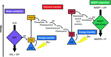 Graphical abstract: A multicomponent molecular approach to artificial photosynthesis – the role of fullerenes and endohedral metallofullerenes