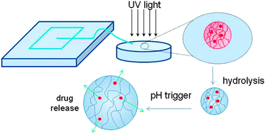 Graphical abstract: Tailoring pH-responsive acrylic acid microgels with hydrophobic crosslinks for drug release