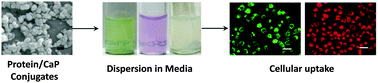 Graphical abstract: A versatile pH-responsive platform for intracellular protein delivery using calcium phosphate nanoparticles