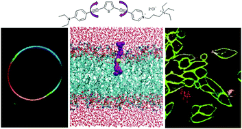 Graphical abstract: Imaging plasma membrane phase behaviour in live cells using a thiophene-based molecular rotor