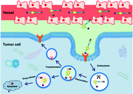 Graphical abstract: Fluorescent chemical probes for accurate tumor diagnosis and targeting therapy