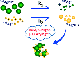 Graphical abstract: Transformation kinetics of silver nanoparticles and silver ions in aquatic environments revealed by double stable isotope labeling