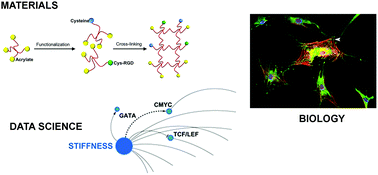 Graphical abstract: Dynamic transcription factor activity networks in response to independently altered mechanical and adhesive microenvironmental cues