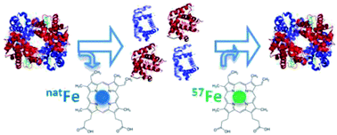 Graphical abstract: Preparation and characterisation of an 57Fe enriched haemoglobin spike material for species-specific isotope dilution mass spectrometry