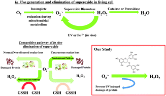 Graphical abstract: Protection of human γB-crystallin from UV-induced damage by epigallocatechin gallate: spectroscopic and docking studies