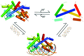 Graphical abstract: Histidine switch controlling pH-dependent protein folding and DNA binding in a transcription factor at the core of synthetic network devices