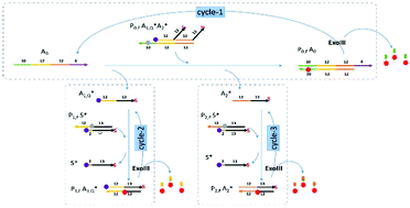 Graphical abstract: Kinetically-enhanced DNA detection via multiple-pass exonuclease III-aided target recycling