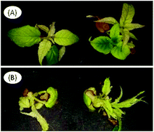 Graphical abstract: Delivery systems for agriculture: Fe-EDDHSA/CaCO3 hybrid crystals as adjuvants for prevention of iron chlorosis