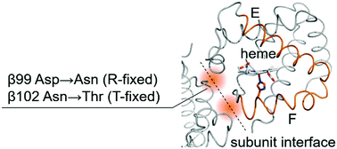 Graphical abstract: Tertiary dynamics of human adult hemoglobin fixed in R and T quaternary structures