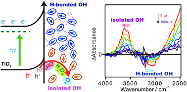 Graphical abstract: Structural changes of water molecules during photoelectrochemical water oxidation on TiO2 thin film electrodes