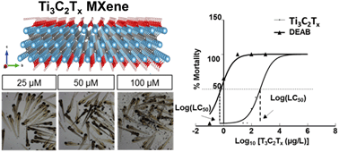 Graphical abstract: Ecotoxicological assessment of Ti3C2Tx (MXene) using a zebrafish embryo model