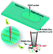 Graphical abstract: In situ mRNA isolation from a microfluidic single-cell array using an external AFM nanoprobe