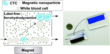 Graphical abstract: Label-free ferrohydrodynamic cell separation of circulating tumor cells