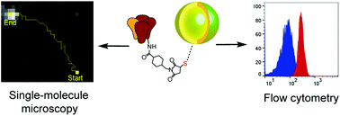 Graphical abstract: Stable, small, specific, low-valency quantum dots for single-molecule imaging