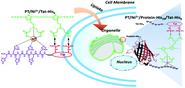 Graphical abstract: Supramolecular conjugated polymer materials for organelle imaging in living cells