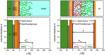 Graphical abstract: Neutron reflectometry yields distance-dependent structures of nanometric polymer brushes interacting across water