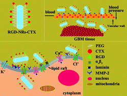 Graphical abstract: RGD/CTX-conjugated multifunctional Eu–Gd2O3 NRs for targeting detection and inhibition of early tumor