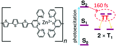 Graphical abstract: Singlet fission in thin films of metallo-supramolecular polymers with ditopic thiophene-bridged terpyridine ligands