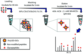 Graphical abstract: Lectin inspired polymers based on the dipeptide Ser-Asp for glycopeptide enrichment